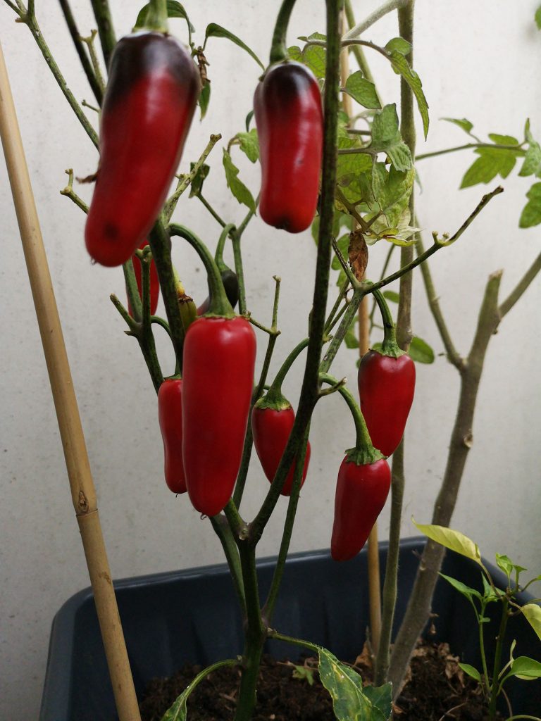 Red Chilli's in a pot